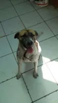 Mesclado