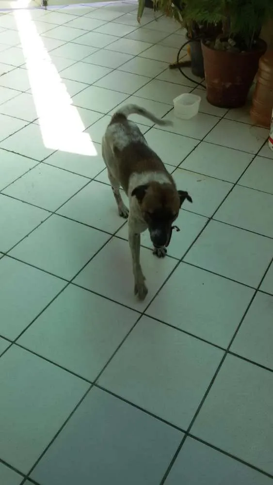 Cachorro ra a Sem definição  idade 4 anos nome Mesclado