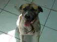 Mesclado
