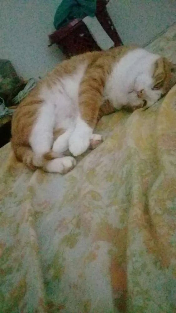 Gato ra a Sem definição  idade 2 anos nome Sem nome
