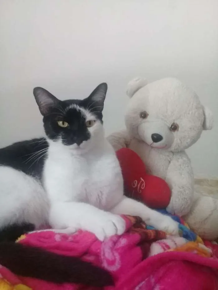 Gato ra a Sem definição  idade 2 anos nome Sem nome