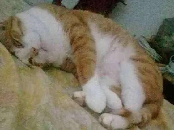 Gato ra a Sem definição  idade 2 anos nome Sem nome