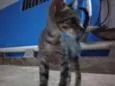 Pequena