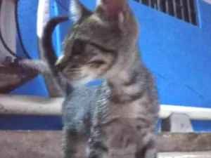 Gato raça Srd idade Abaixo de 2 meses nome Pequena