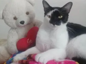 Gato raça Sem definição  idade 2 anos nome Sem nome