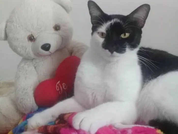 Gato ra a Sem definição  idade 2 anos nome Sem nome