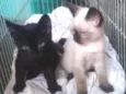 Mimi e Nino 