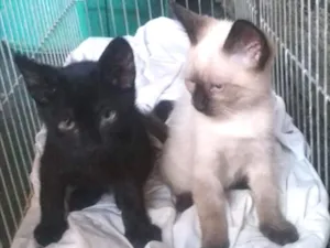 Gato raça SRD idade 2 a 6 meses nome Mimi e Nino 