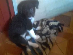 Cachorro raça Sem raça definida idade 2 a 6 meses nome Pretinha