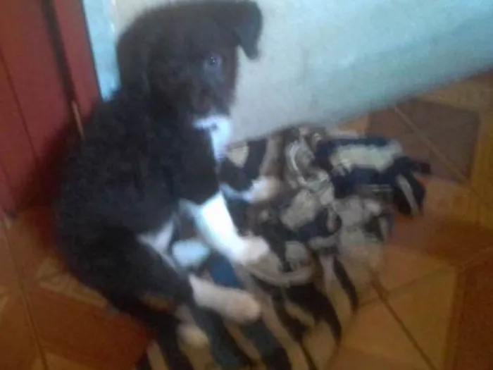 Cachorro ra a Sem raça definida idade 2 a 6 meses nome Pretinha