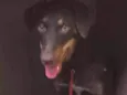 Meg