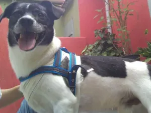 Cachorro raça Srd idade 2 anos nome Nino