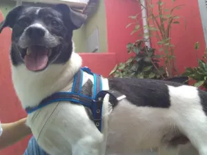 Cachorro raça Srd idade 2 anos nome Nino