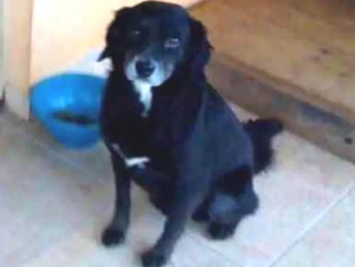 Cachorro ra a SRD idade 5 anos nome Sid