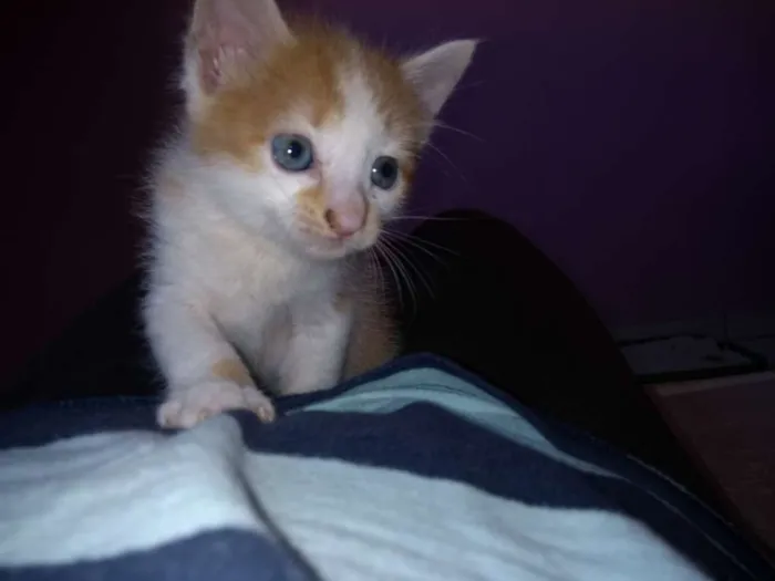 Gato ra a Srd idade Abaixo de 2 meses nome Sem nome