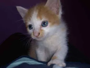 Gato raça Srd idade Abaixo de 2 meses nome Sem nome