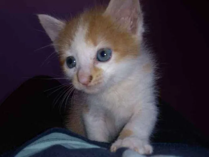 Gato ra a Srd idade Abaixo de 2 meses nome Sem nome