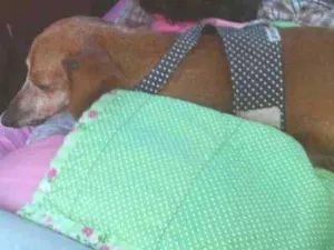 Cachorro raça Salsichinha idade 6 ou mais anos nome Nina