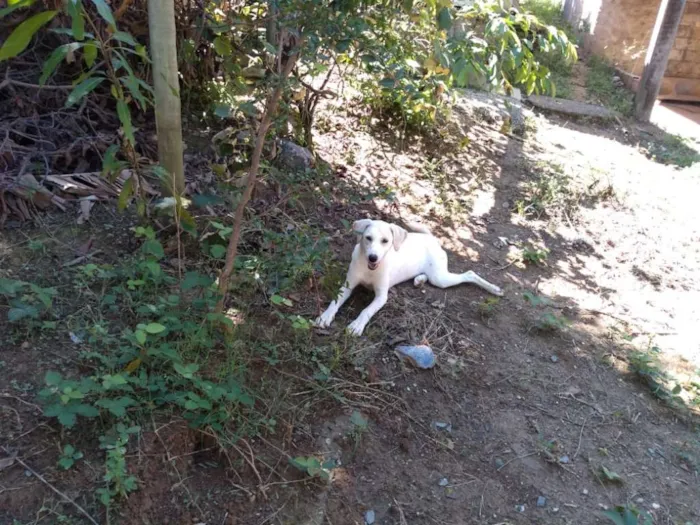 Cachorro ra a Akita COM LABRADOR idade 2 a 6 meses nome LESSE