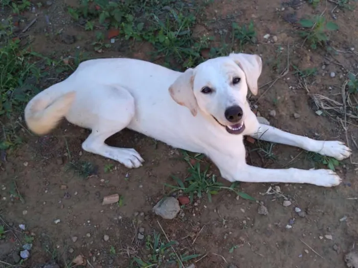 Cachorro ra a Akita COM LABRADOR idade 2 a 6 meses nome LESSE