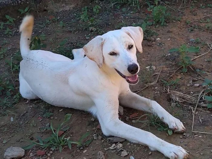 Cachorro ra a Akita COM LABRADOR idade 2 a 6 meses nome LESSE