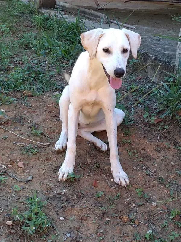 Cachorro ra a Akita COM LABRADOR idade 2 a 6 meses nome LESSE