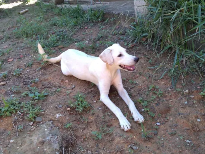 Cachorro ra a Akita COM LABRADOR idade 2 a 6 meses nome LESSE