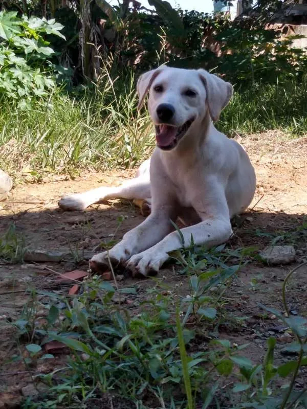 Cachorro ra a Akita COM LABRADOR idade 2 a 6 meses nome LESSE