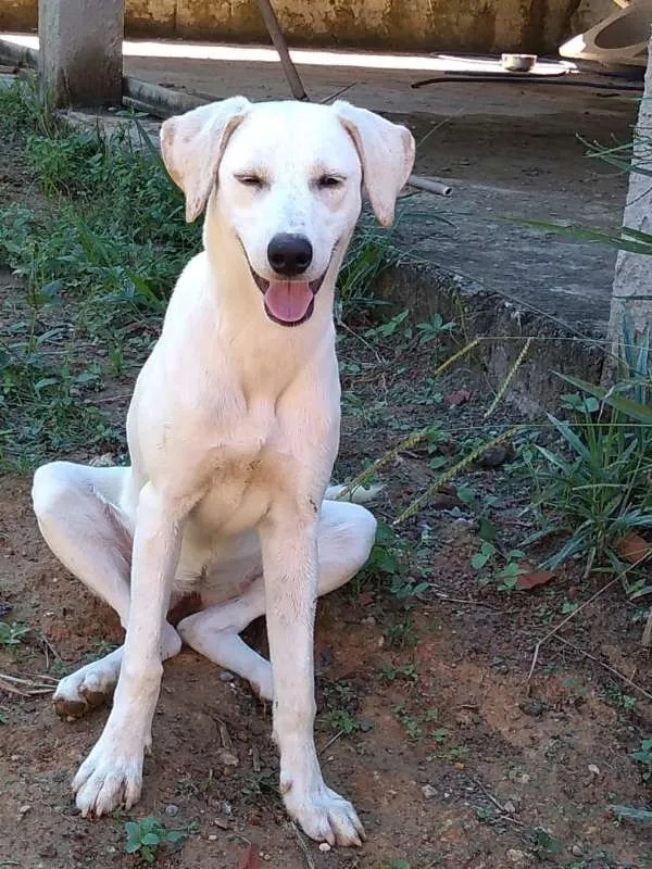 Cachorro ra a Akita COM LABRADOR idade 2 a 6 meses nome LESSE