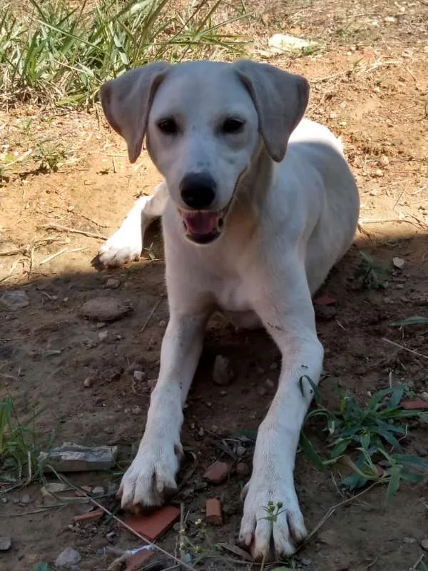 Cachorro ra a Akita COM LABRADOR idade 2 a 6 meses nome LESSE