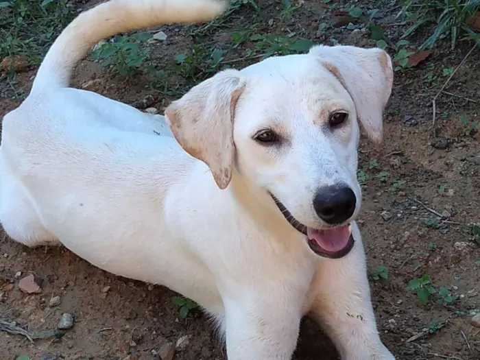 Cachorro ra a Akita COM LABRADOR idade 2 a 6 meses nome LESSE