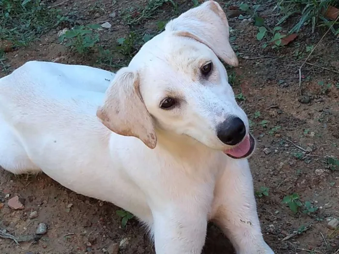 Cachorro ra a Akita COM LABRADOR idade 2 a 6 meses nome LESSE