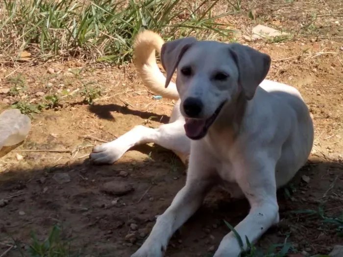 Cachorro ra a Akita COM LABRADOR idade 2 a 6 meses nome LESSE