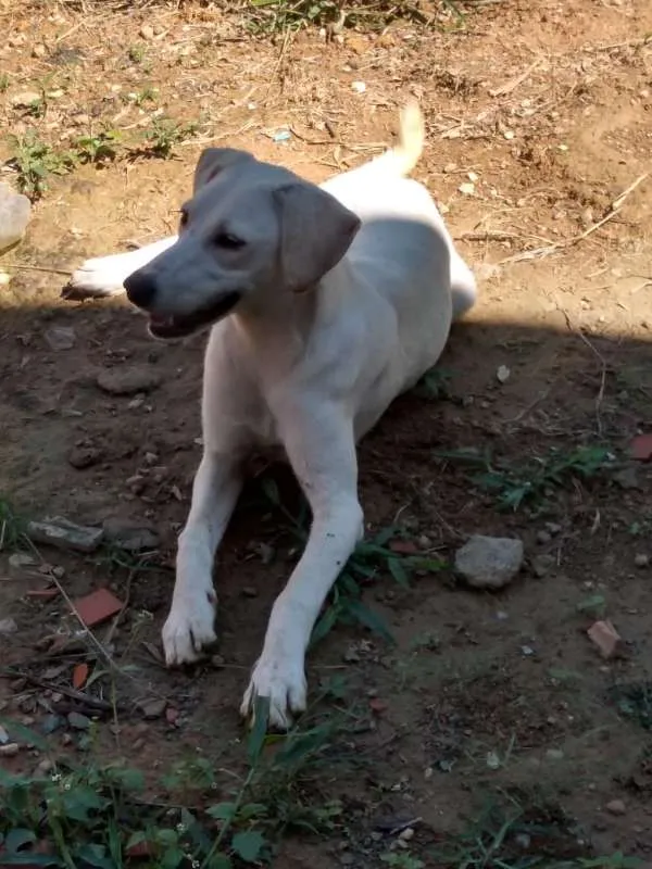 Cachorro ra a Akita COM LABRADOR idade 2 a 6 meses nome LESSE