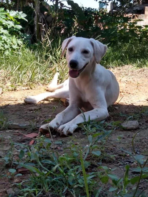 Cachorro ra a Akita COM LABRADOR idade 2 a 6 meses nome LESSE