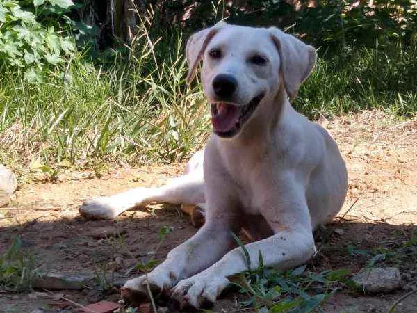 Cachorro ra a Akita COM LABRADOR idade 2 a 6 meses nome LESSE