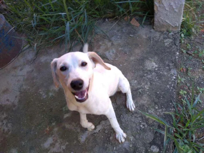 Cachorro ra a Akita COM LABRADOR idade 2 a 6 meses nome LESSE