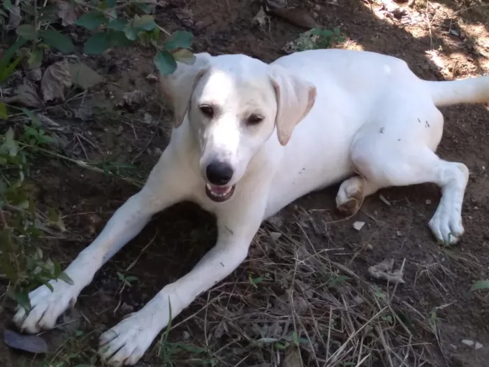 Cachorro ra a Akita COM LABRADOR idade 2 a 6 meses nome LESSE