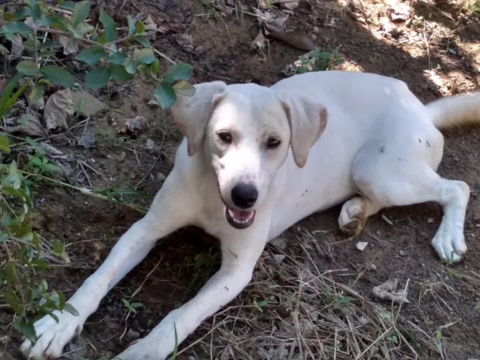 Cachorro ra a Akita COM LABRADOR idade 2 a 6 meses nome LESSE