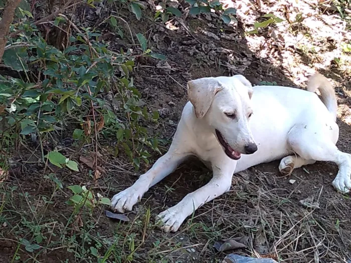 Cachorro ra a Akita COM LABRADOR idade 2 a 6 meses nome LESSE