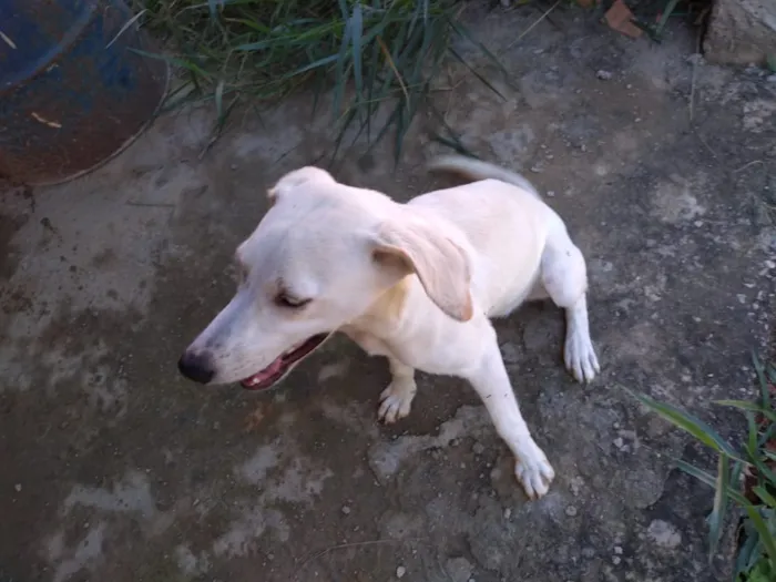 Cachorro ra a Akita COM LABRADOR idade 2 a 6 meses nome LESSE