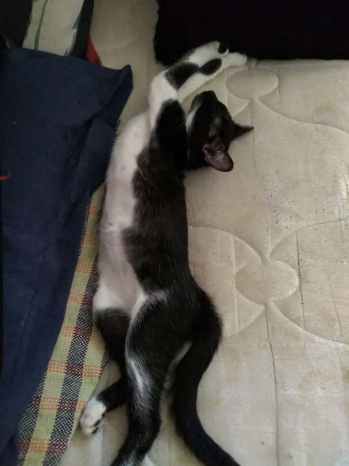 Gato raça SRD idade 2 a 6 meses nome Jane & Hermione 