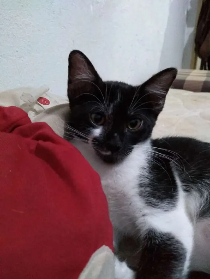 Gato raça SRD idade 2 a 6 meses nome Jane & Hermione 