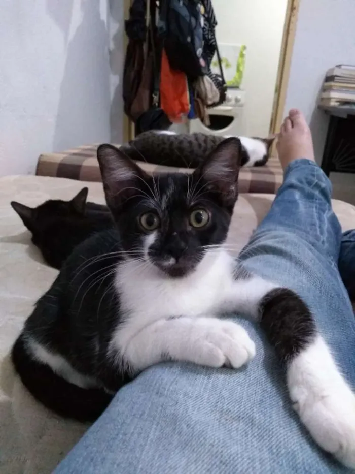 Gato raça SRD idade 2 a 6 meses nome Jane & Hermione 