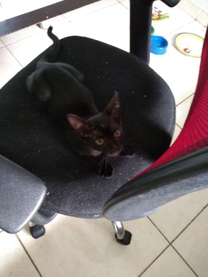 Gato raça SRD idade 2 a 6 meses nome Jane & Hermione 