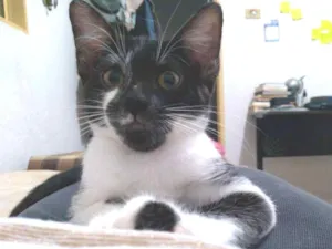 Gato raça SRD idade 2 a 6 meses nome Jane & Hermione 
