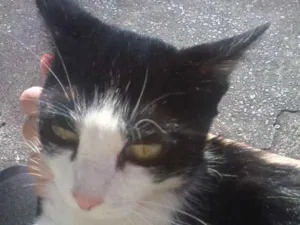 Gato raça srd  idade 1 ano nome Estrela 