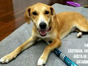 Cachorro raça  idade 1 ano nome Mel ( Catarina)