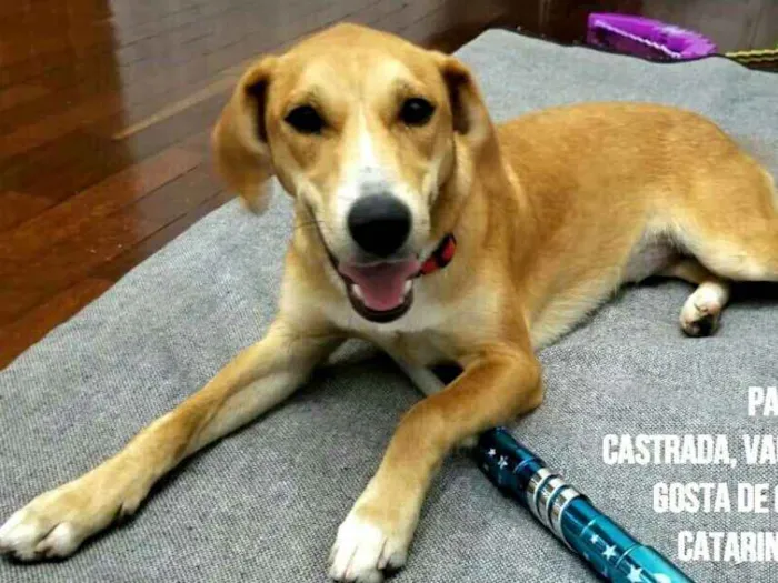 Cachorro ra a  idade 1 ano nome Mel ( Catarina)