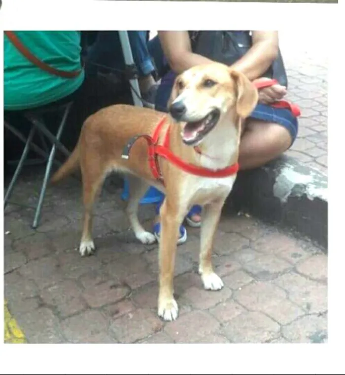 Cachorro ra a  idade 1 ano nome Mel ( Catarina)